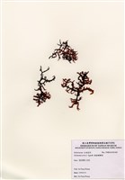 藏品(鋸齒麒麟菜)的圖片